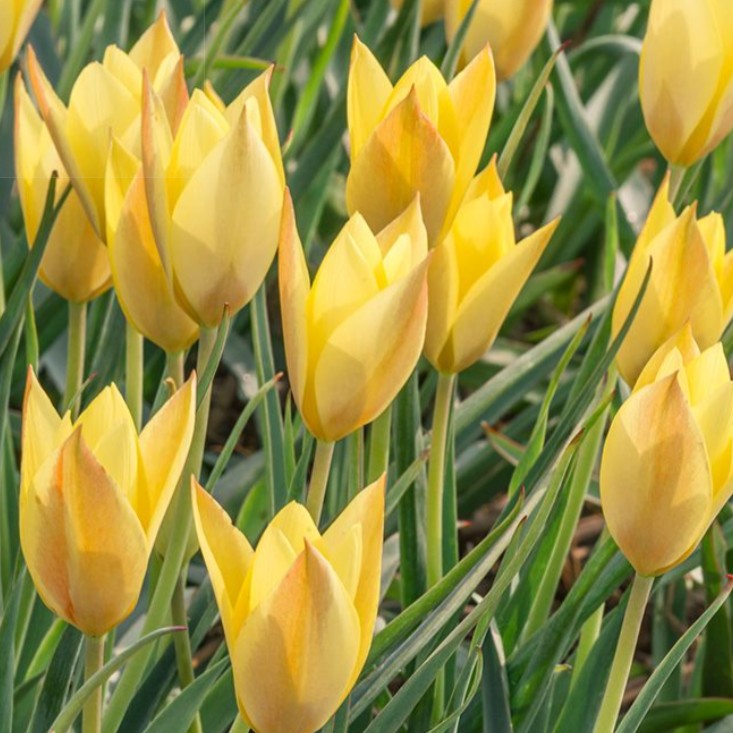 Tulipa linifolia 'Honky Tonk' -Líntúlipani