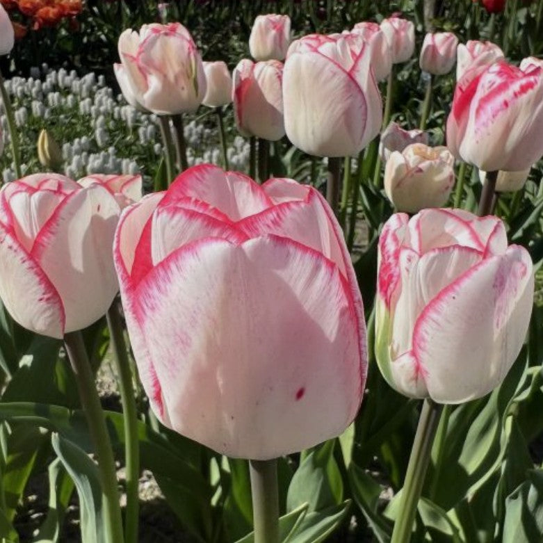 Tulipa 'Hugs and Kisses' - túlipani