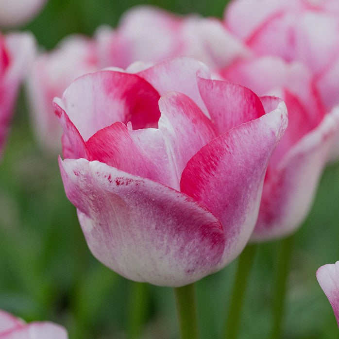 Tulipa 'Hugs and Kisses' - túlipani