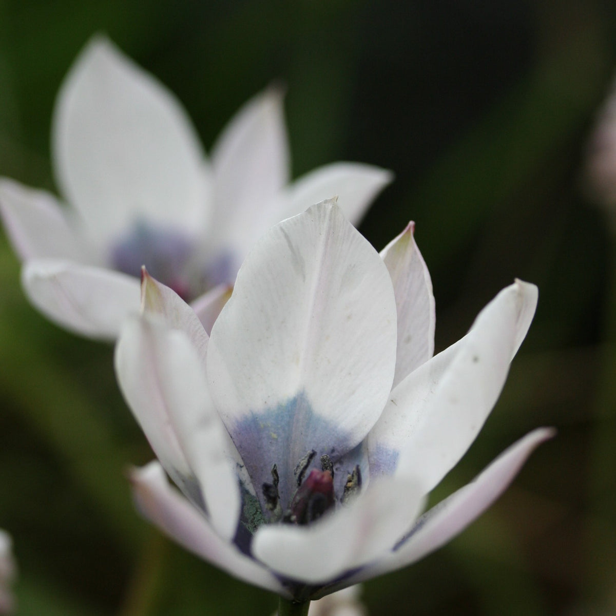 Tulipa humilis 'Alba Coerulea Oculata' - fjólutúlipani