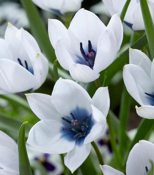 Tulipa humilis 'Alba Coerulea Oculata' - fjólutúlipani