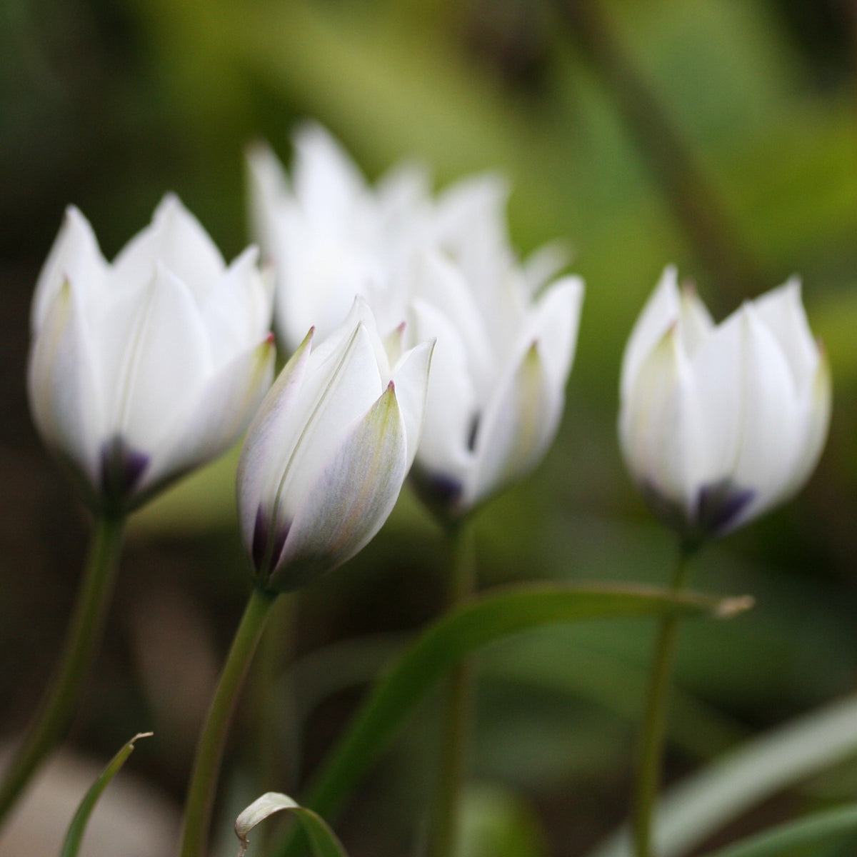 Tulipa humilis 'Alba Coerulea Oculata' - fjólutúlipani
