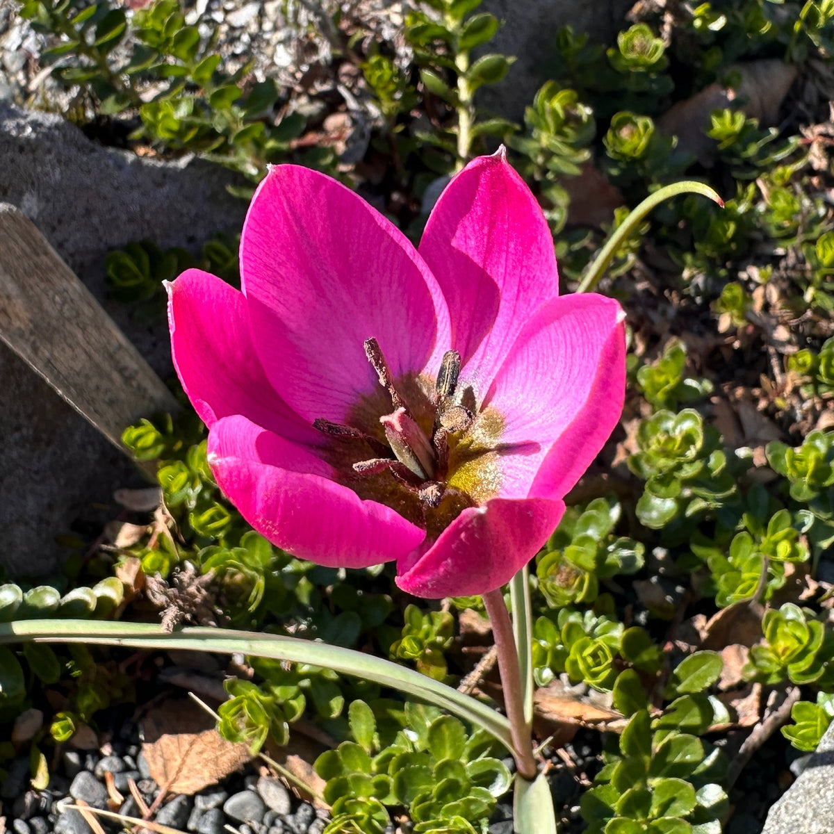 Tulipa humilis 'Helene' - fjólutúlipani