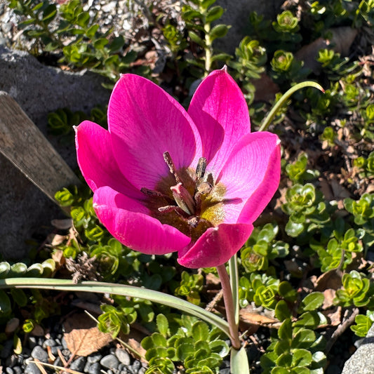 Tulipa humilis 'Helene' - fjólutúlipani
