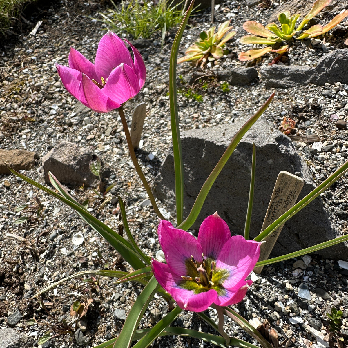 Tulipa humilis 'Helene' - fjólutúlipani