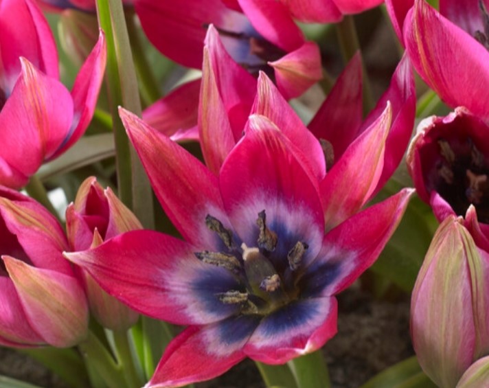 Tulipa 'Little Beauty' - túlipani