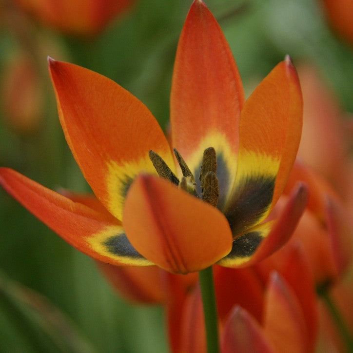 Tulipa humilis 'Little Princess' - fjólutúlipani