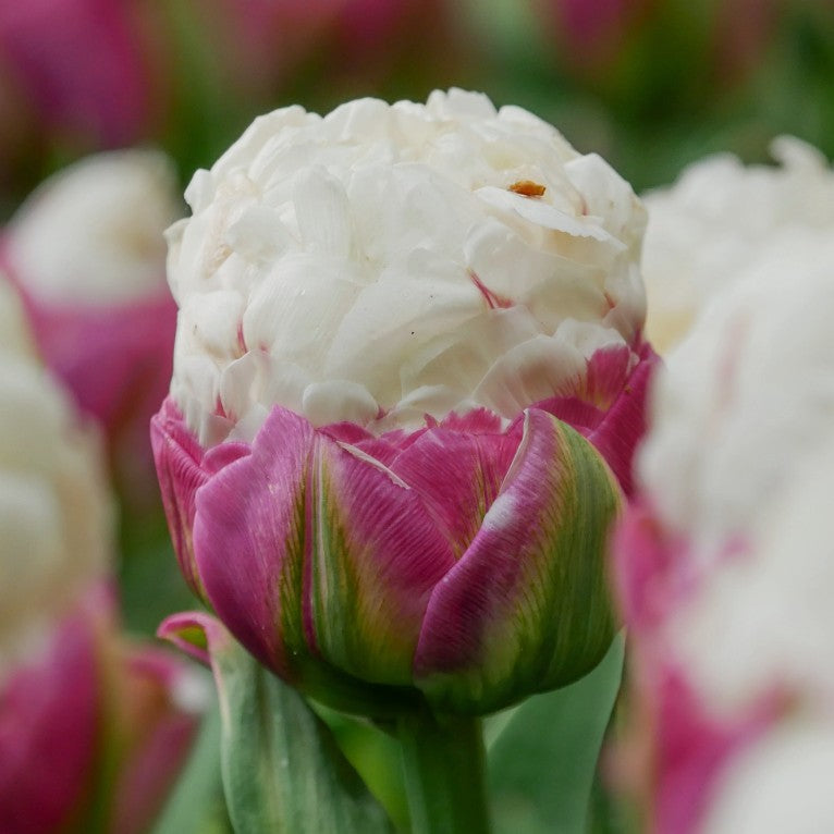 Tulipa 'Ice Cream'® - túlipani