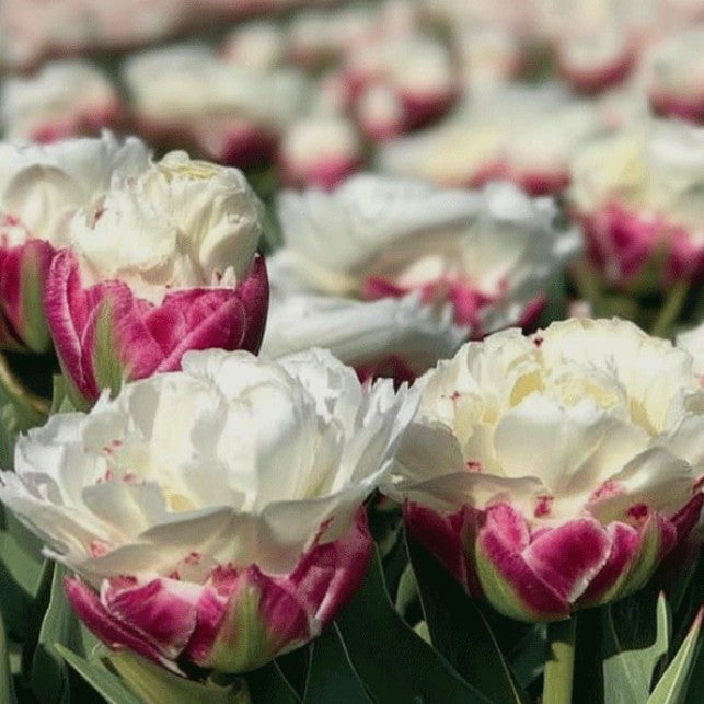 Tulipa 'Ice Cream'® - túlipani