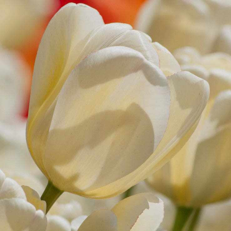 Tulipa 'Ivory Floradale' - túlipani