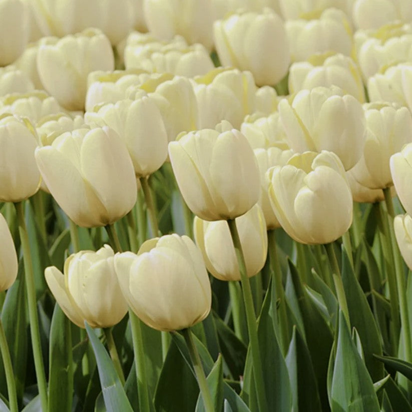 Tulipa 'Ivory Floradale' - túlipani