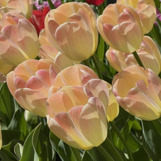 Tulipa 'Jade Maiden' - túlipani