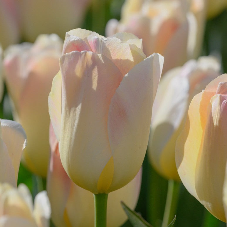Tulipa 'Jade Maiden' - túlipani