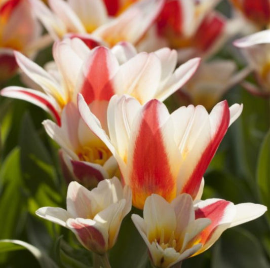 Tulipa 'Floresta' - kaupmannatúlipani