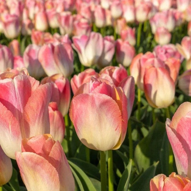 Tulipa 'Kunyun'® - túlipani