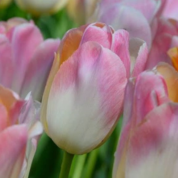 Tulipa 'Kunyun'® - túlipani