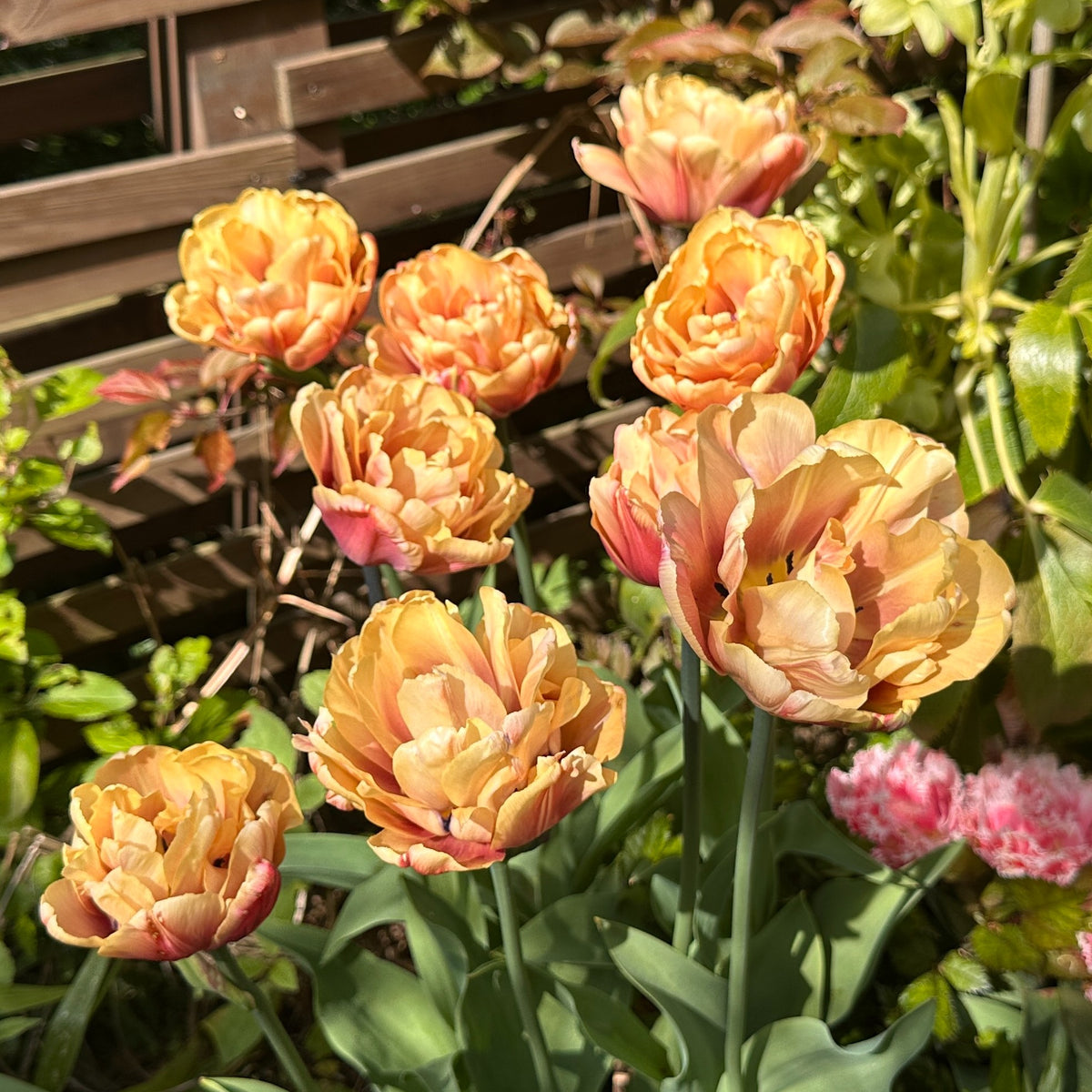 Tulipa 'La Belle Epoque'® - túlipani
