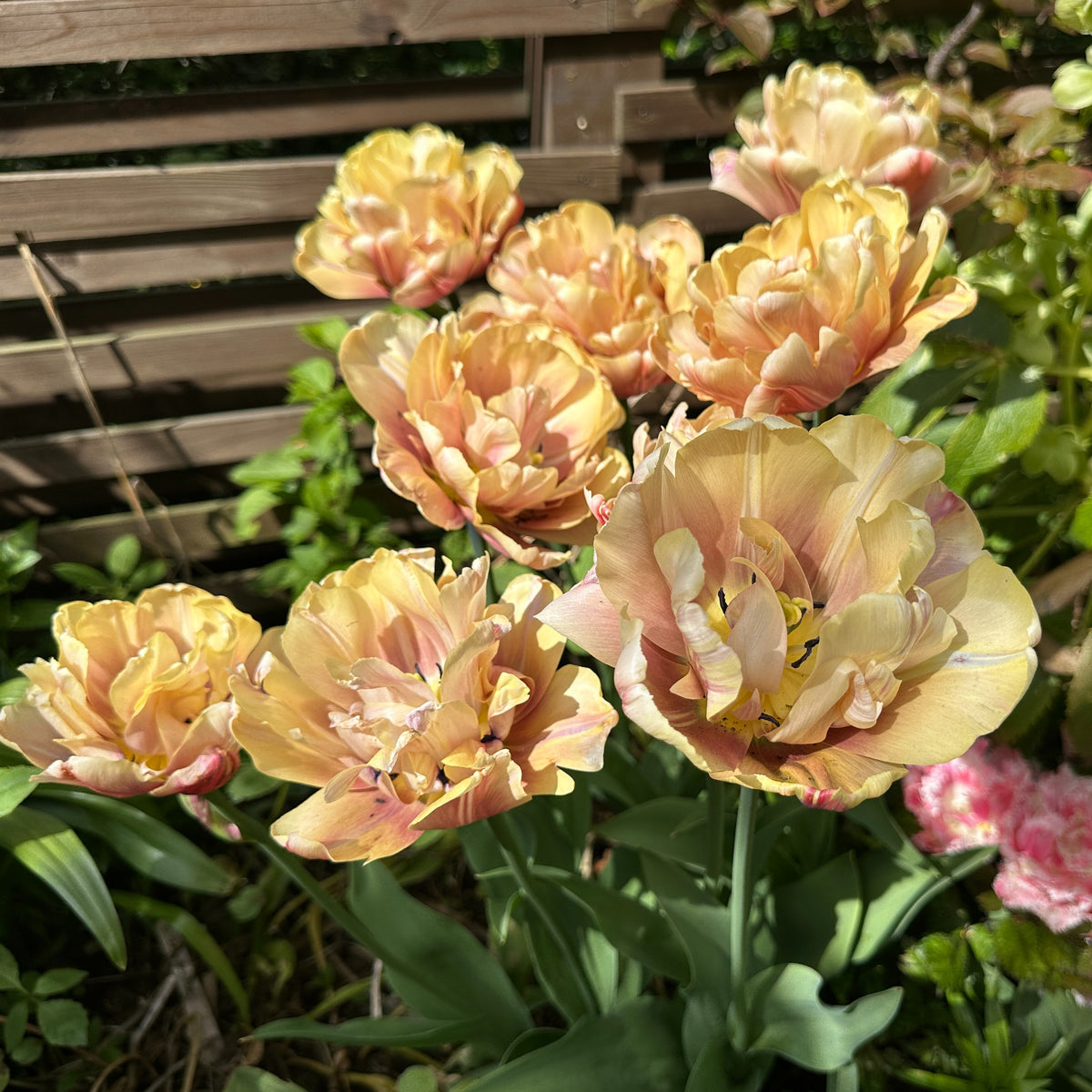 Tulipa 'La Belle Epoque'® - túlipani
