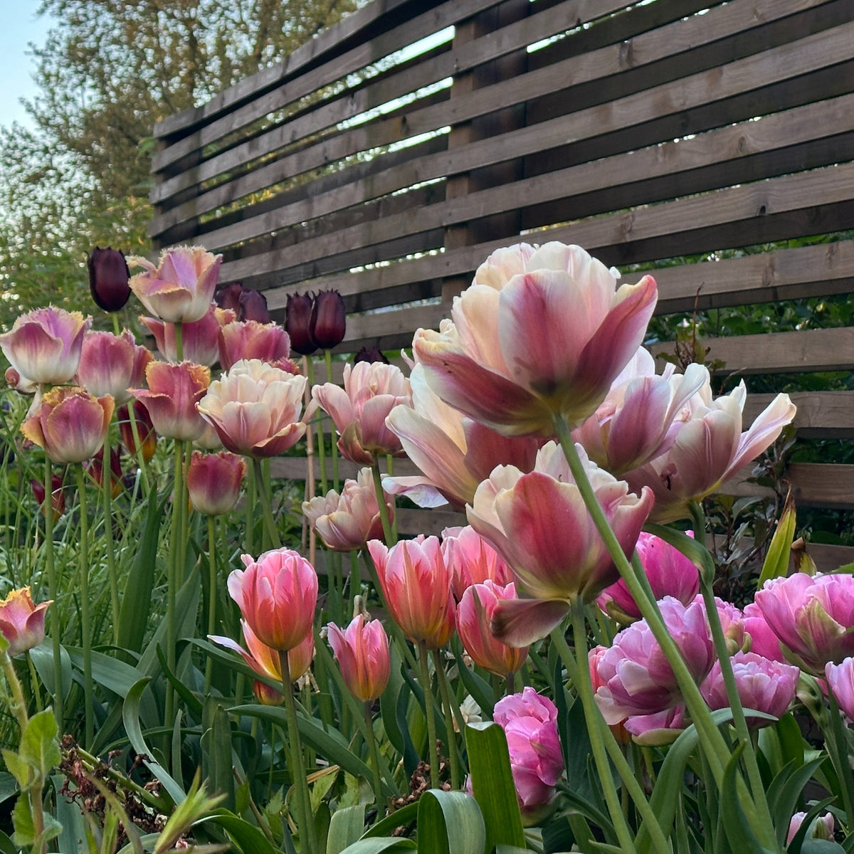 Tulipa 'La Belle Epoque'® - túlipani