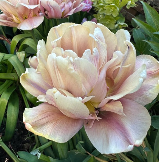 Tulipa 'La Belle Epoque' - túlipani
