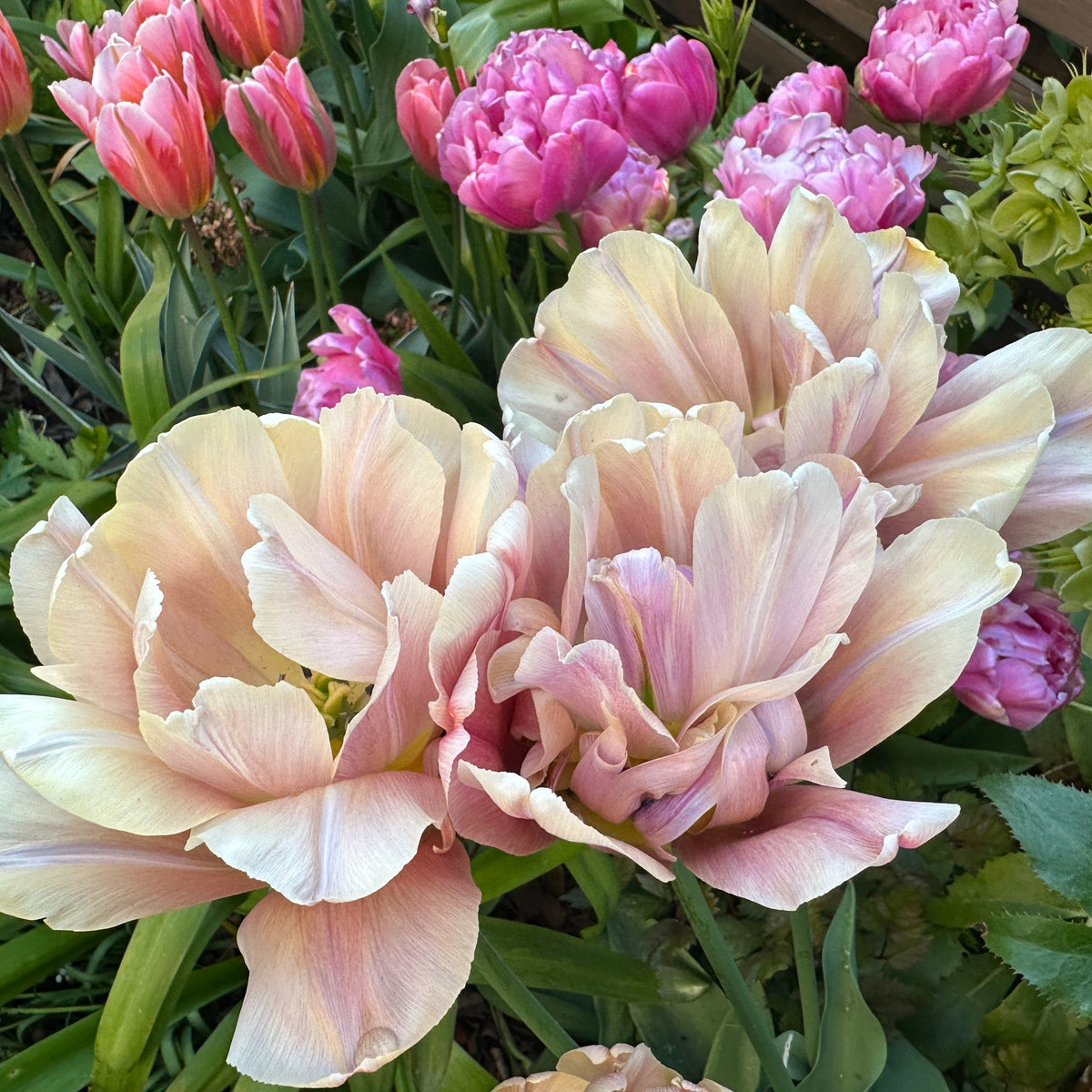Tulipa 'La Belle Epoque'® - túlipani
