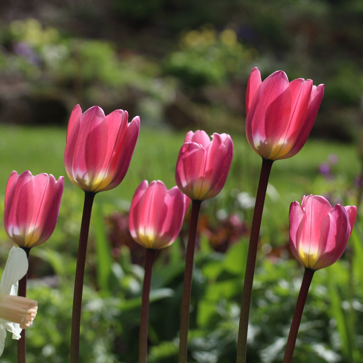 Tulipa 'Light and Dreamy'® - túlipani