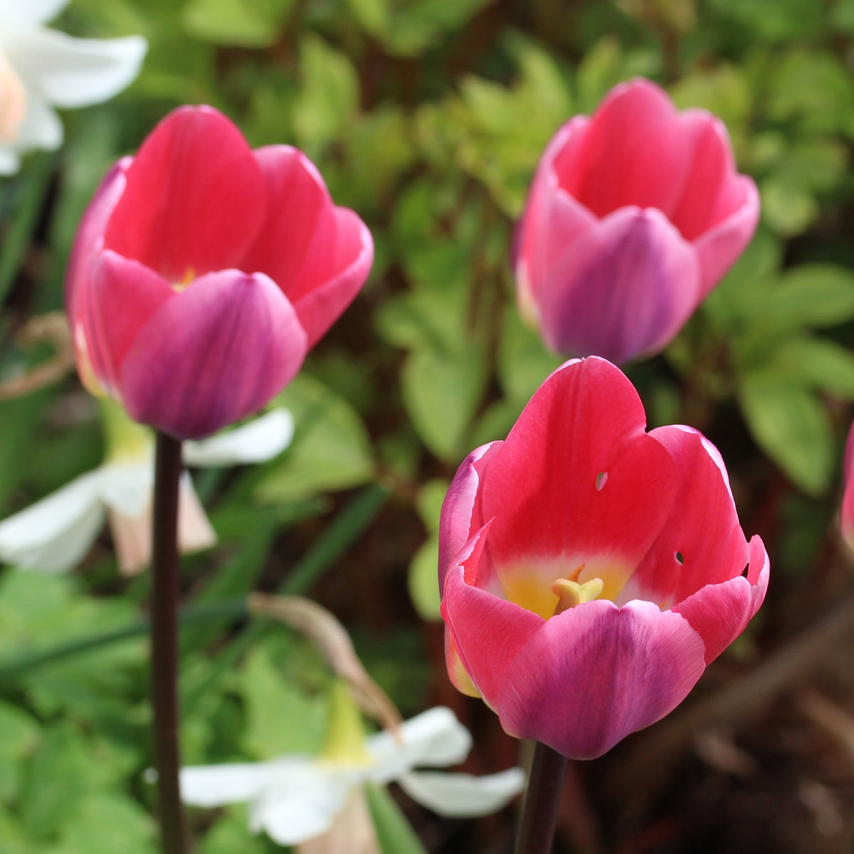 Tulipa 'Light and Dreamy'® - túlipani