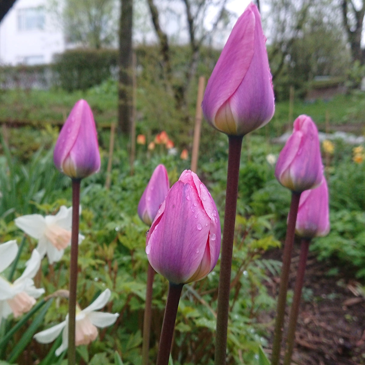 Tulipa 'Light and Dreamy'® - túlipani