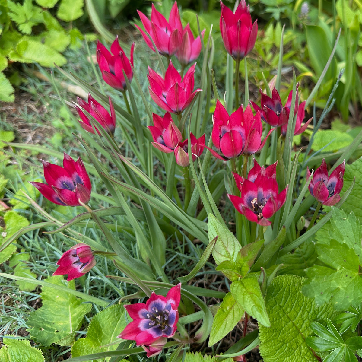 Tulipa humilis 'Little Beauty' - fjólutúlipani
