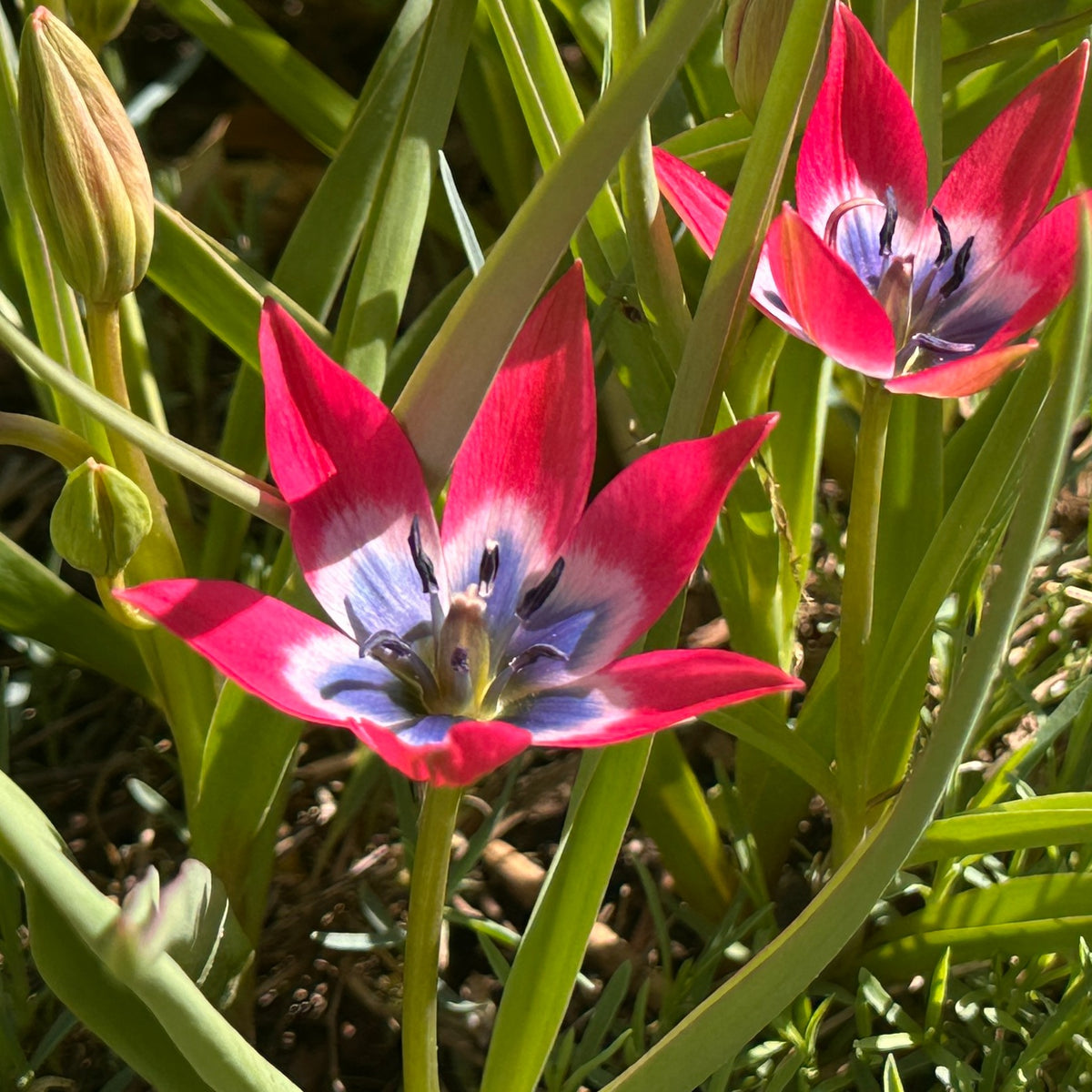 Tulipa humilis 'Little Beauty' - fjólutúlipani