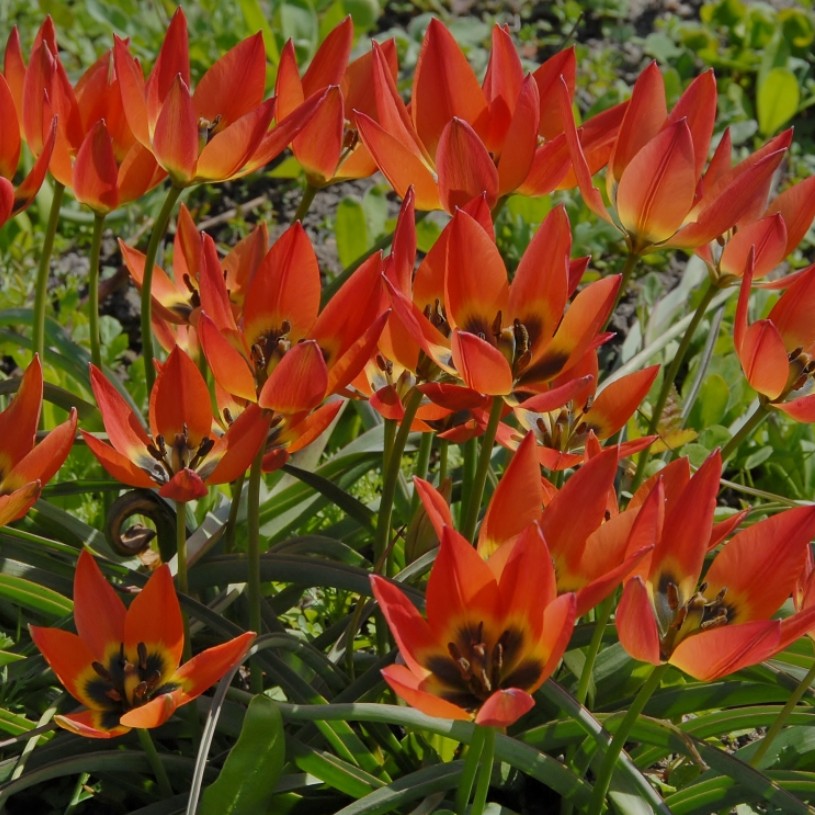 Tulipa humilis 'Little Princess' - fjólutúlipani