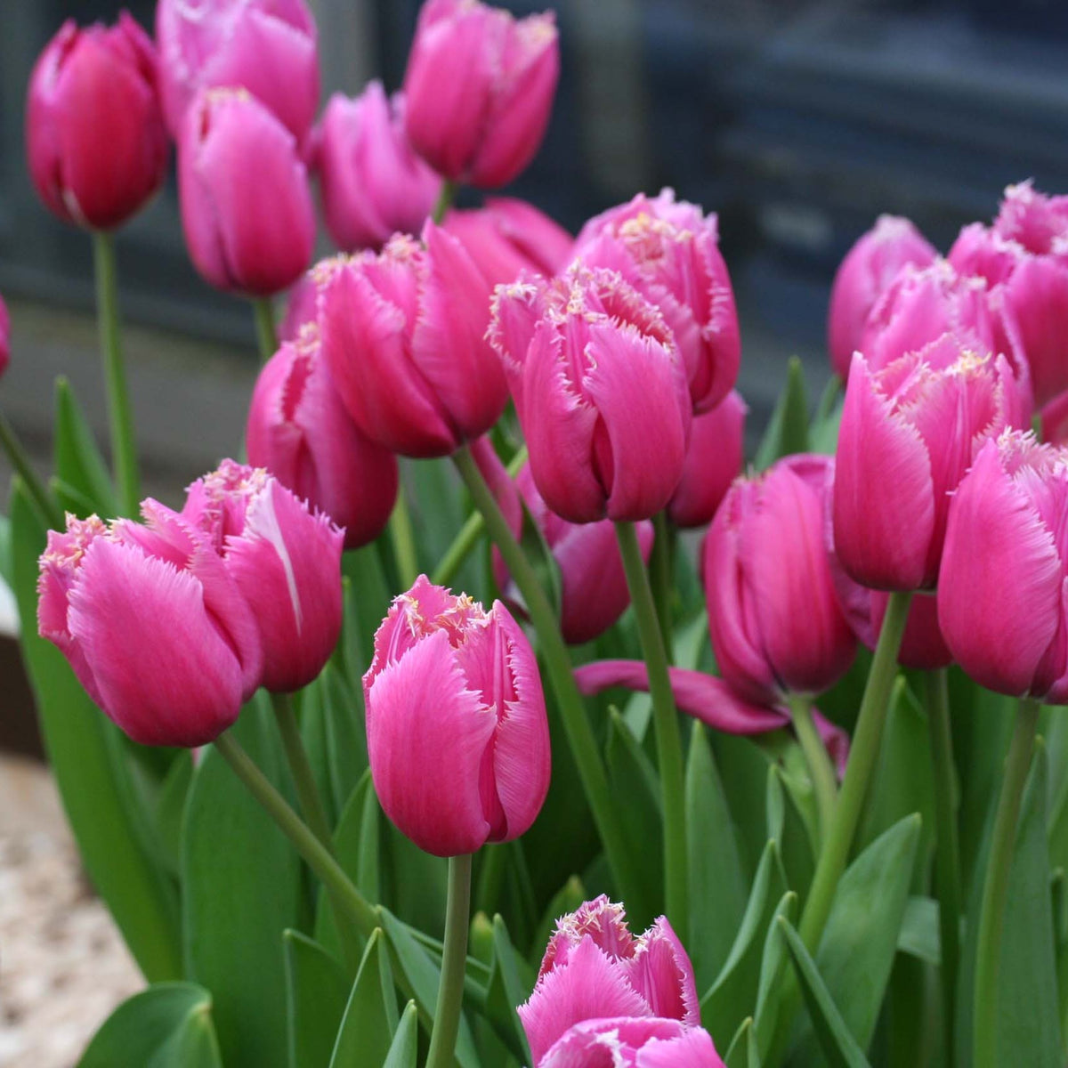 Tulipa 'Louvre' - túlipani