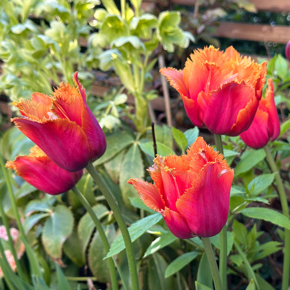 Tulipa 'Louvre Orange' - túlipani