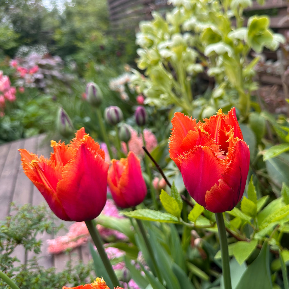 Tulipa 'Louvre Orange' - túlipani