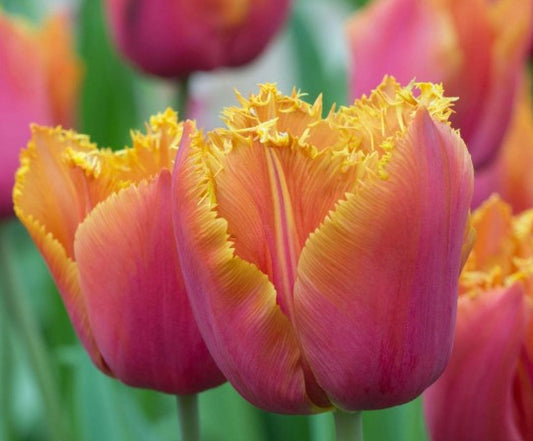 Tulipa 'Louvre Orange' - túlipani