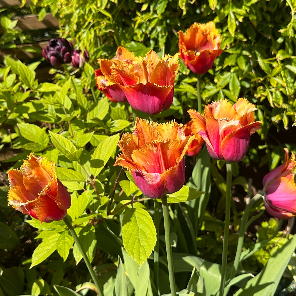 Tulipa 'Louvre Orange' - túlipani