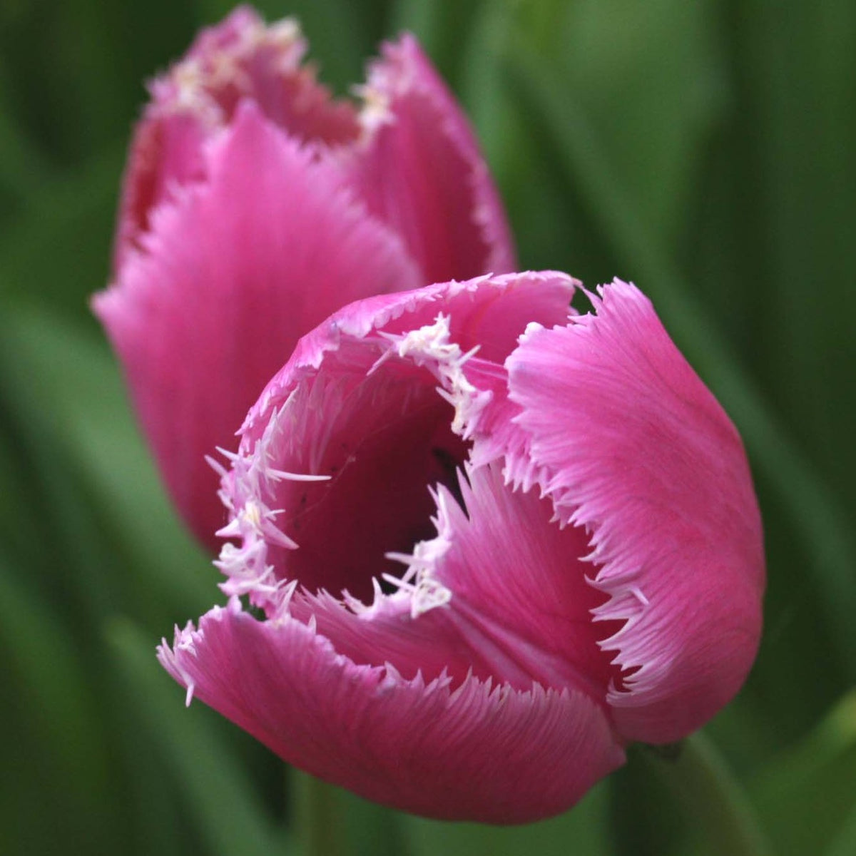 Tulipa 'Louvre' - túlipani