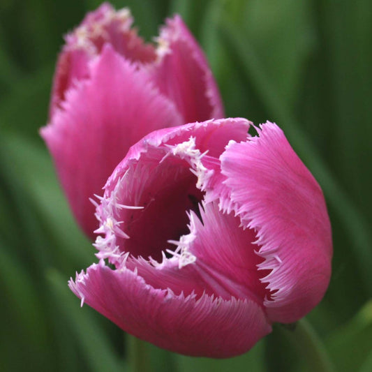 Tulipa 'Louvre' - túlipani