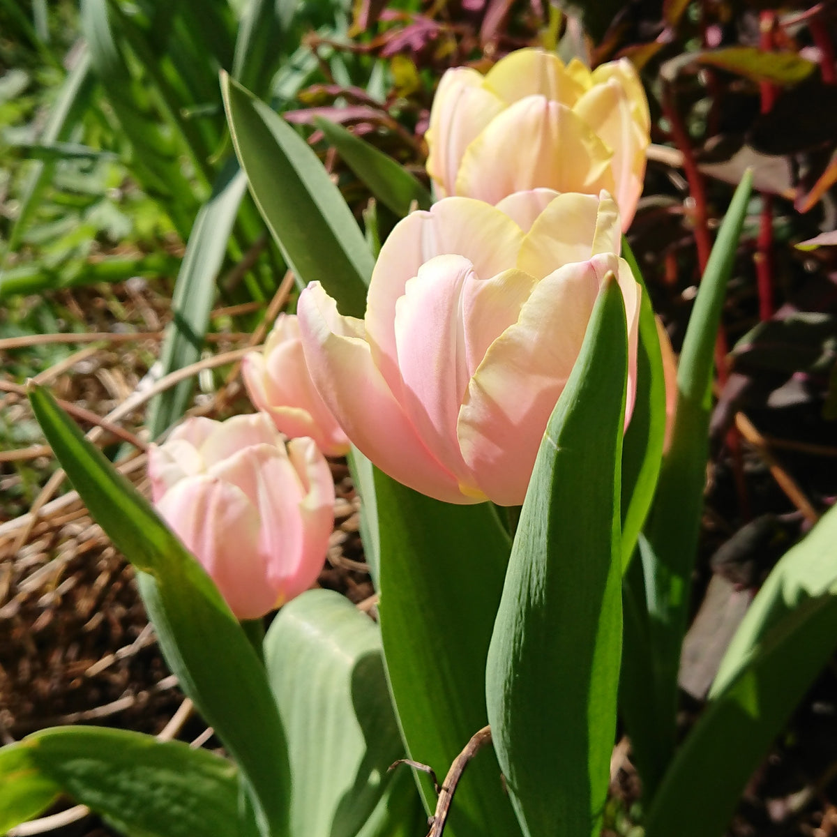 Tulipa 'Mango Charm' - túlipani