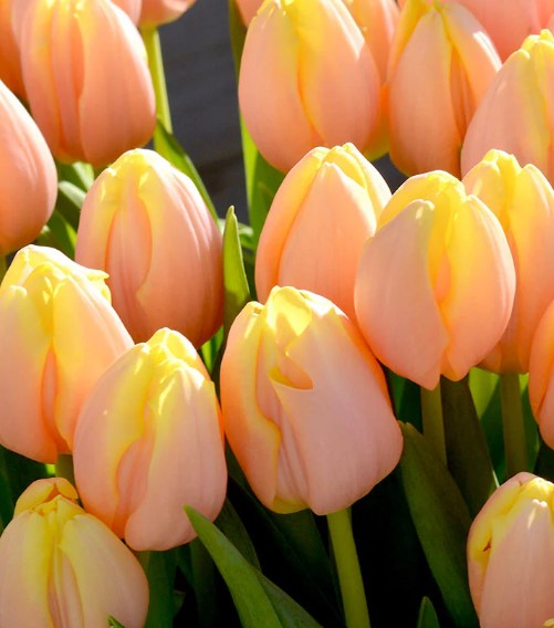 Tulipa 'Mango Charm' - túlipani