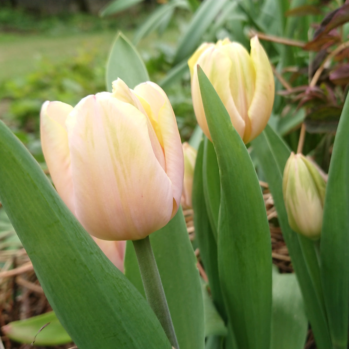 Tulipa 'Mango Charm' - túlipani