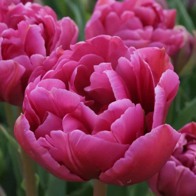 Tulipa 'Margarita' - túlipani