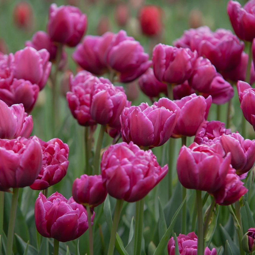 Tulipa 'Margarita' - túlipani