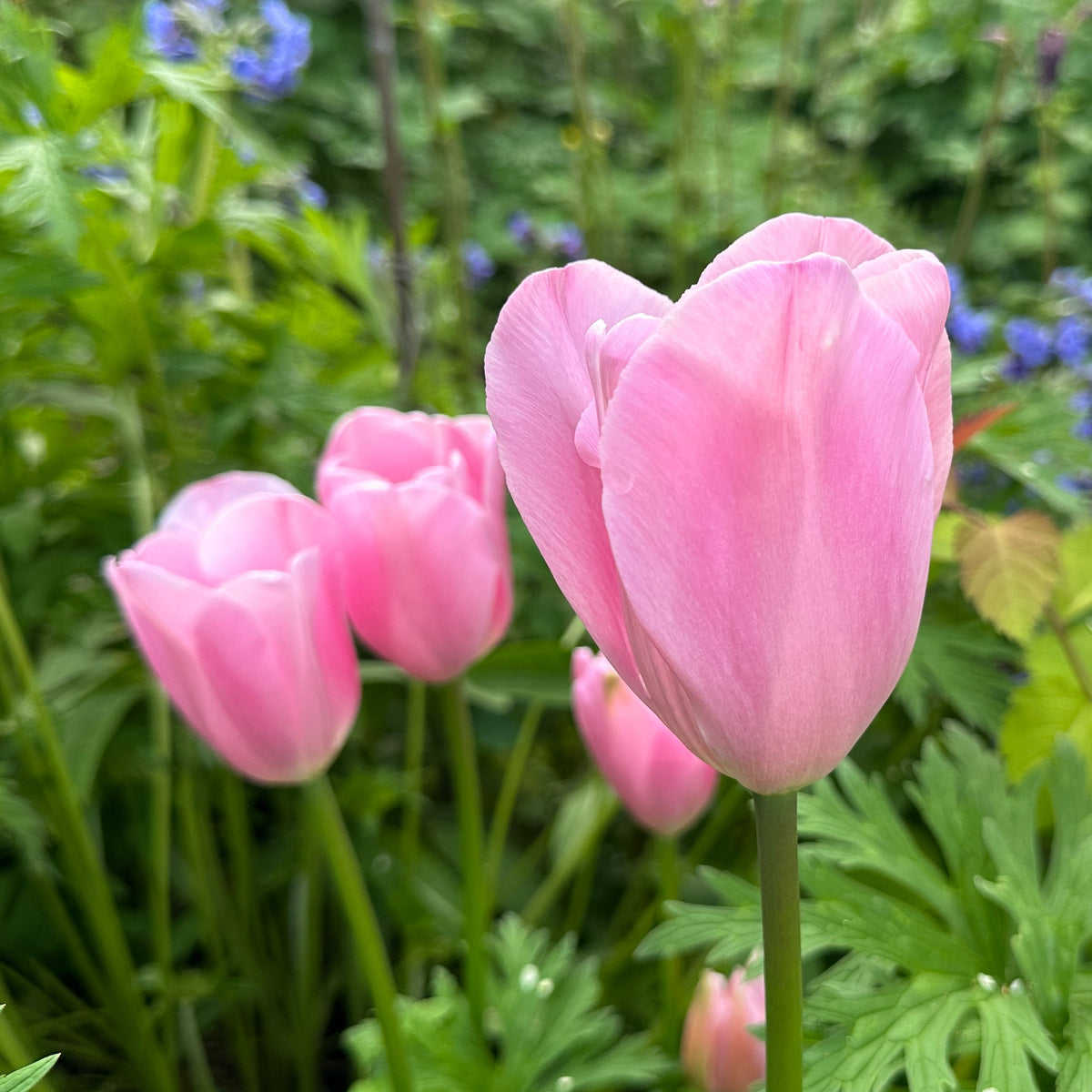 Tulipa 'Mistress'® - túlipani