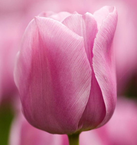 Tulipa 'Mistress' - túlipani