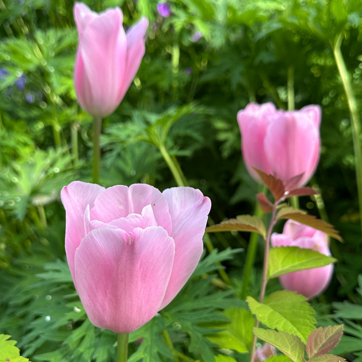 Tulipa 'Mistress'® - túlipani