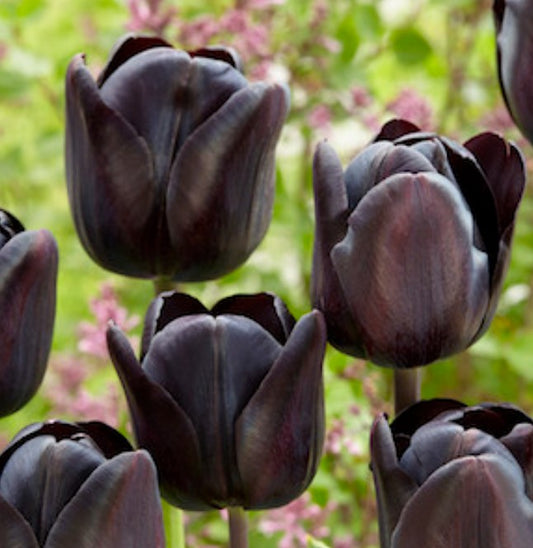 Tulipa 'Nightwish' - túlipani