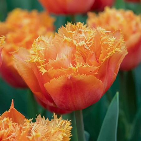 Tulipa 'Orange Passion'® - túlipani