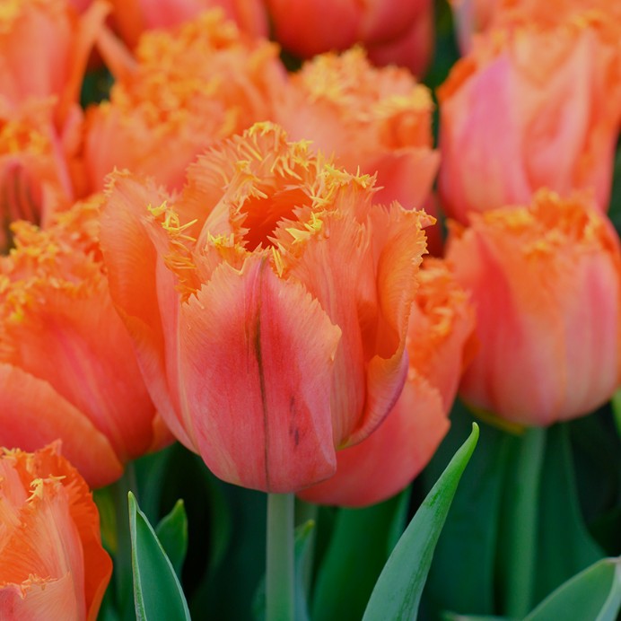 Tulipa 'Orange Passion'® - túlipani
