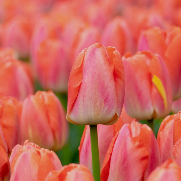 Tulipa 'Orange Pride'® - túlipani